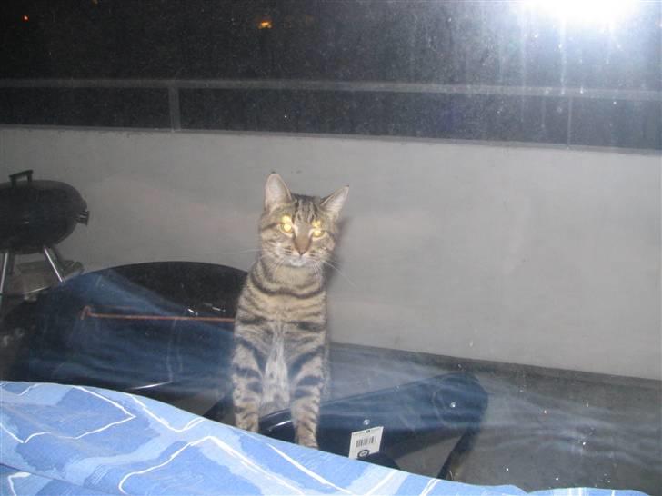 Huskat Pjevs R.I.P <3 - MOOOAR & FAAAAR JEG VIL IND :) billede 10