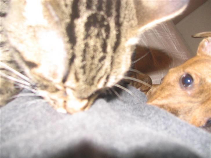 Huskat Pjevs R.I.P <3 - Jeg for Bare ikke lov at putte med mor for hailie :) billede 11