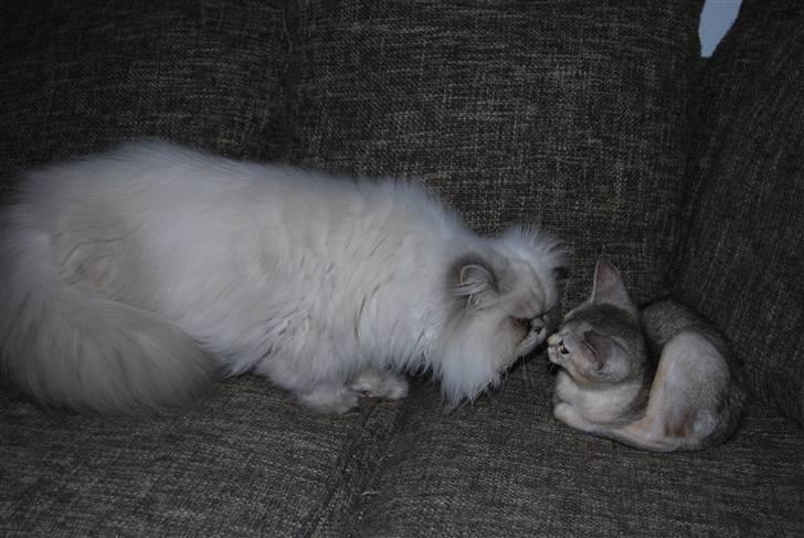 Abyssinier Silver Kama af Freden  - vi er ved at blive bedre venner mig og min storebror.... billede 10