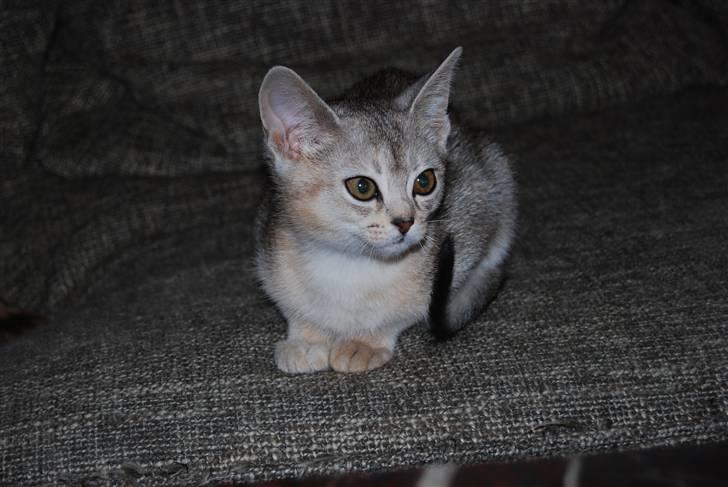 Abyssinier Silver Kama af Freden  billede 11