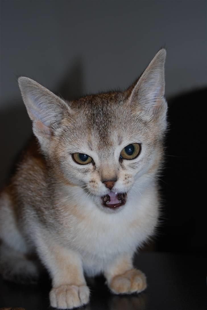 Abyssinier Silver Kama af Freden  - Grrrrrr tigermiS billede 12