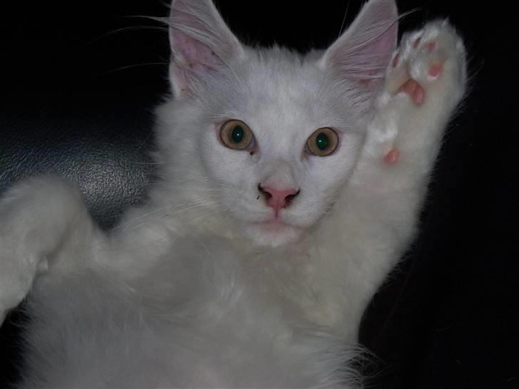 Maine Coon Trolderik billede 1