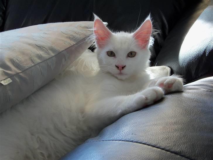 Maine Coon Trolderik billede 2