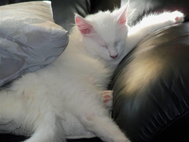 Maine Coon Trolderik billede 3