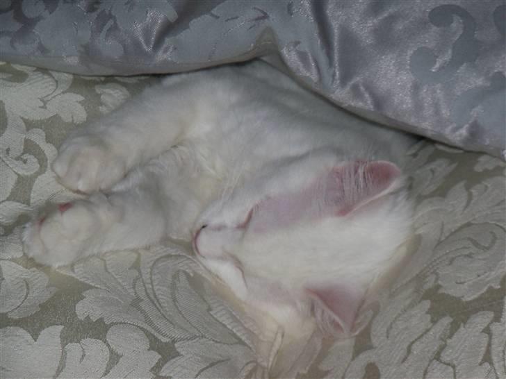 Maine Coon Trolderik billede 4