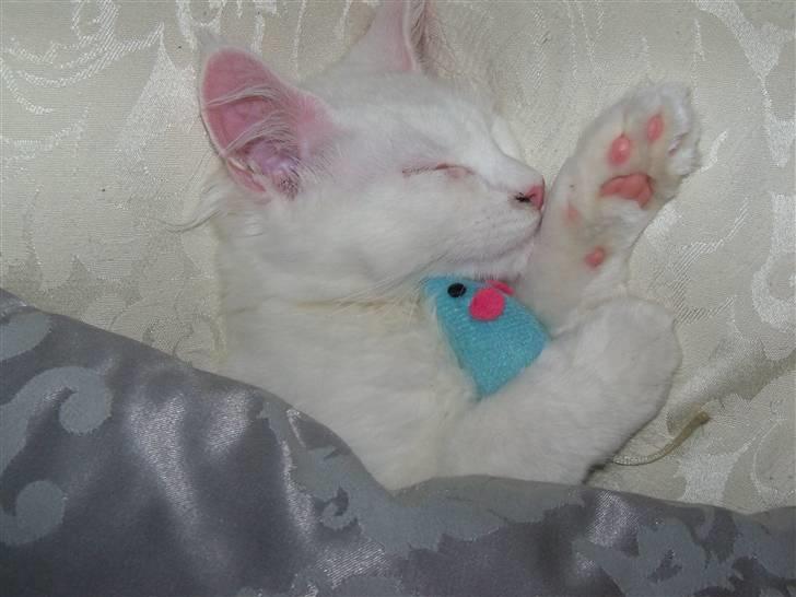 Maine Coon Trolderik billede 5