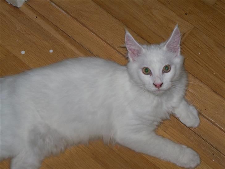 Maine Coon Trolderik billede 6