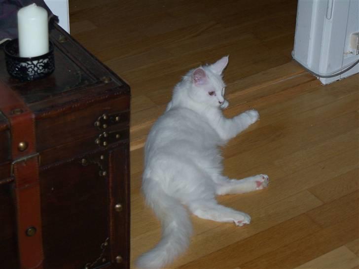 Maine Coon Trolderik billede 7