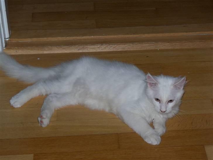 Maine Coon Trolderik billede 8