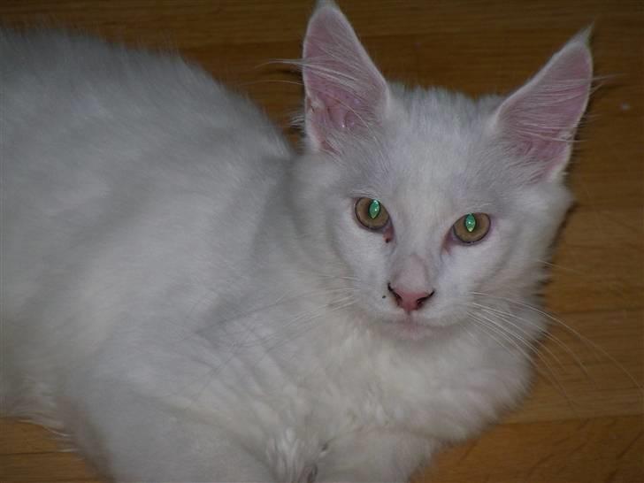 Maine Coon Trolderik billede 9