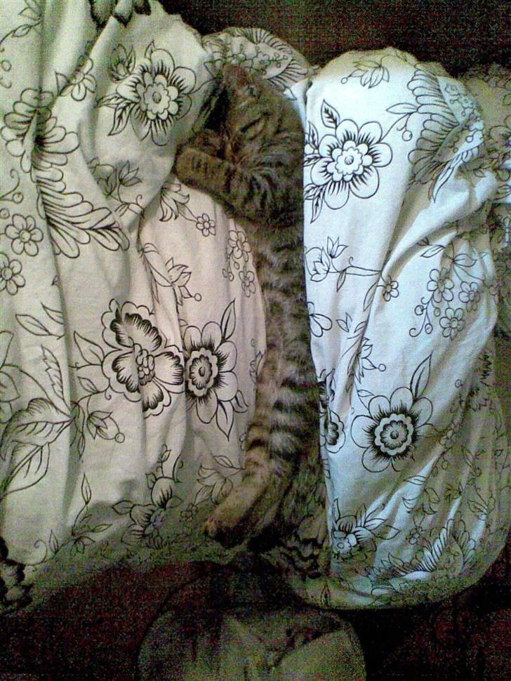 Huskat Pjevs R.I.P <3 - Jeg gider ikke op :) SLUK LYSET !! billede 12