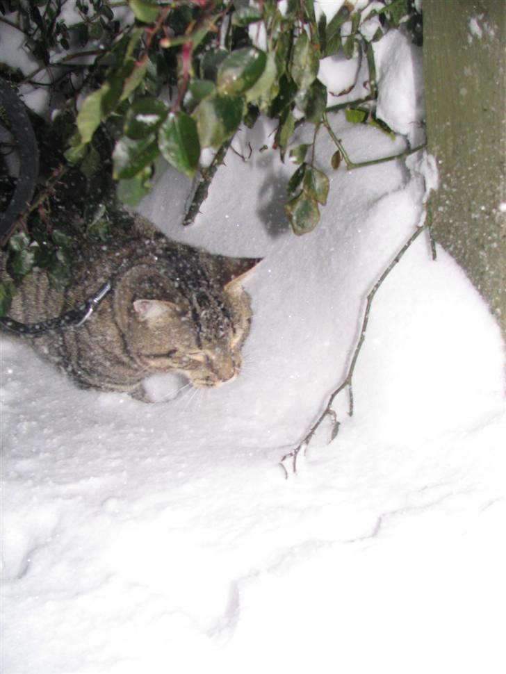 Huskat Pjevs R.I.P <3 - ude i sneen :) billede 13