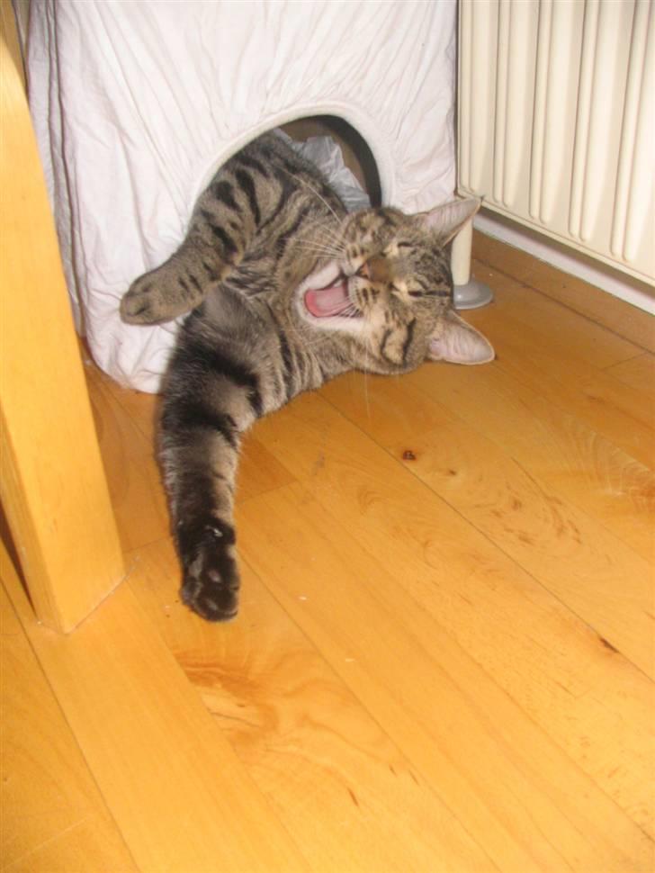 Huskat Pjevs R.I.P <3 - gaaaab :D billede 14