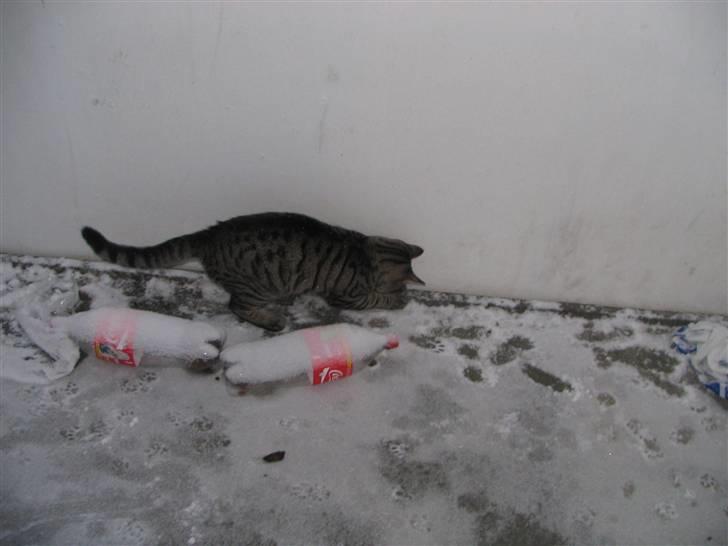 Huskat Pjevs R.I.P <3 - jeg kan også lege med sne, bare på altanen :) .. billede 15