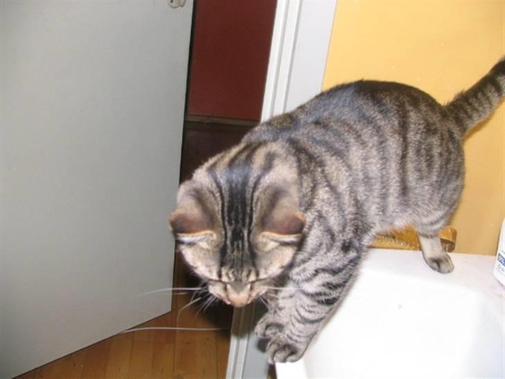 Huskat Pjevs R.I.P <3 - På håndvasken  billede 16