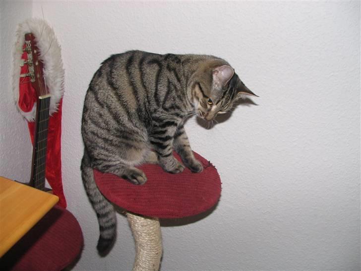 Huskat Pjevs R.I.P <3 - moar, lad nu være at tage billeder HELE TIDEN!:) billede 17