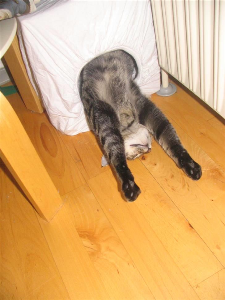 Huskat Pjevs R.I.P <3 - i kasse :) Uhm den er god !;) billede 18