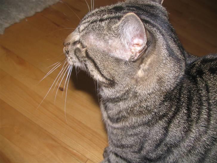 Huskat Pjevs R.I.P <3 - Et jeg iikke bare lækker?:P billede 19