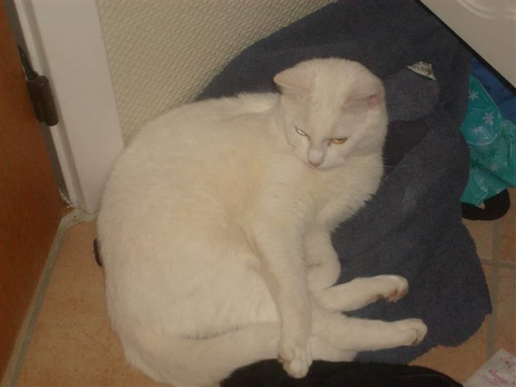 Blanding af racer Gizmo - gizmo som vi kender ham bedst ;) billede 1