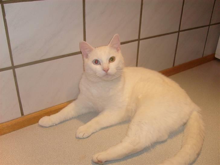 Blanding af racer Gizmo - gizmo billede 3