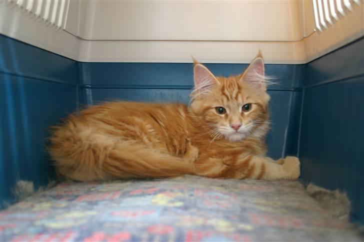 Maine Coon Gambler - 1. dag i mit nye hjem billede 1