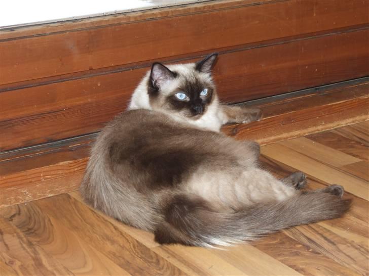 Ragdoll S* Chorotegas Wild Africa billede 1