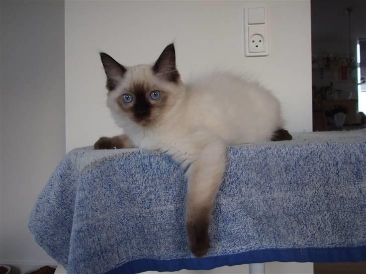 Ragdoll S* Chorotegas Wild Africa billede 2