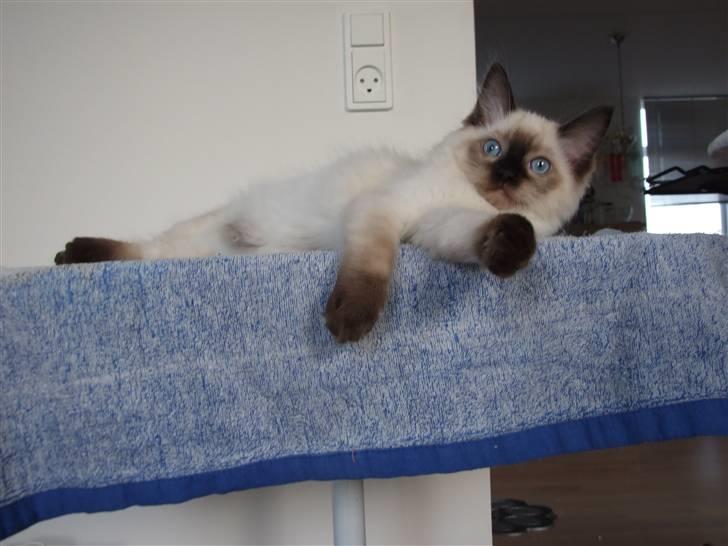 Ragdoll S* Chorotegas Wild Africa billede 3