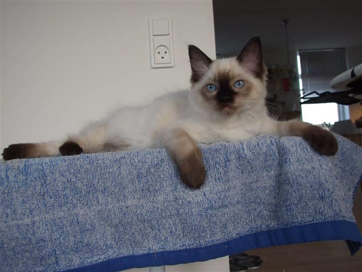 Ragdoll S* Chorotegas Wild Africa billede 4