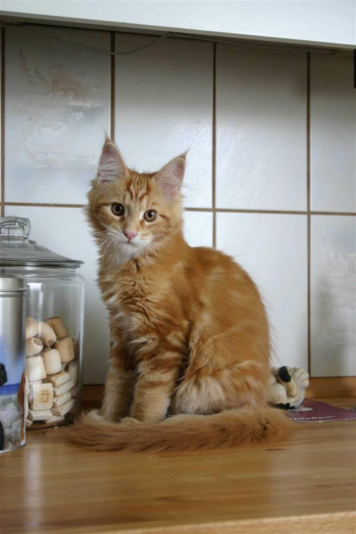 Maine Coon Gambler - 1. dag i mit nye hjem billede 2