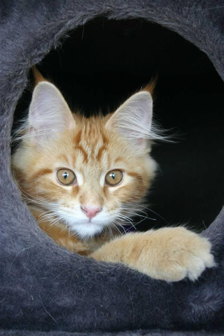 Maine Coon Gambler - Her er jeg sikker billede 3