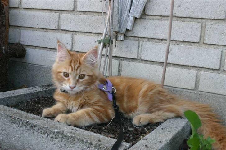 Maine Coon Gambler - 1. gang i udendørs selen billede 4