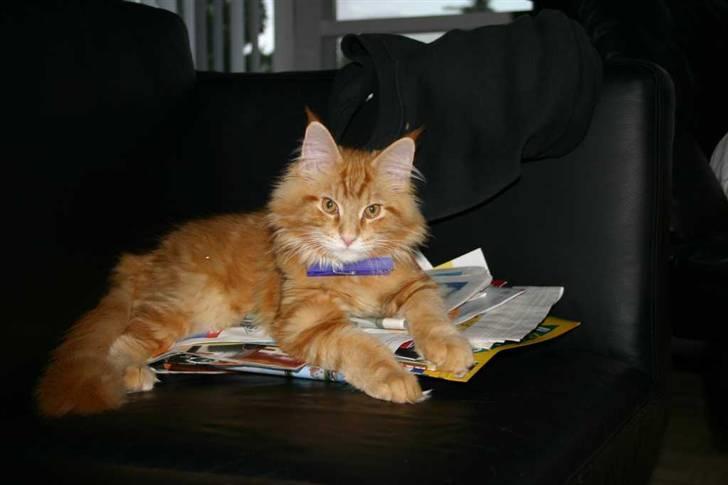 Maine Coon Gambler - Du holder dig bare væk billede 5