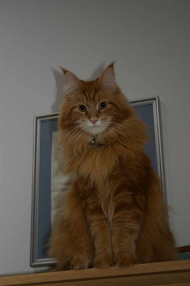 Maine Coon Gambler billede 6