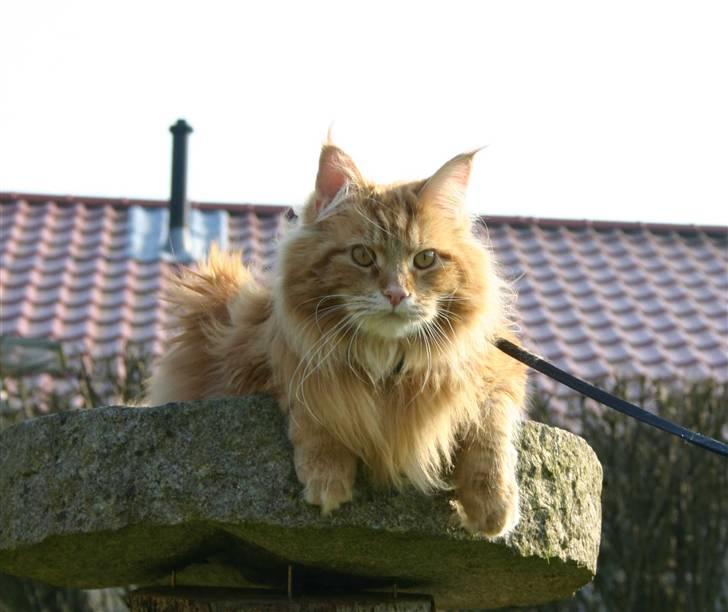 Maine Coon Gambler - Kom så små pippere  billede 7