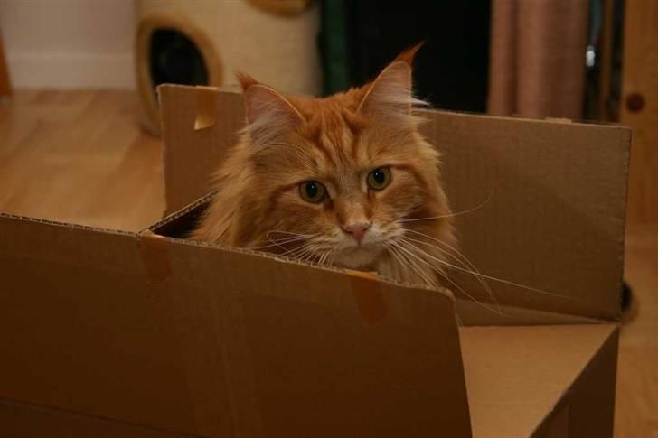 Maine Coon Gambler - Jeg elsker papkasser billede 8