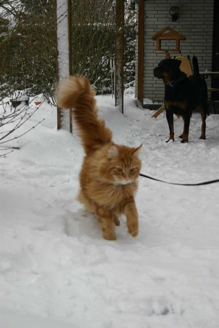 Maine Coon Gambler - Min første tur i sne billede 9