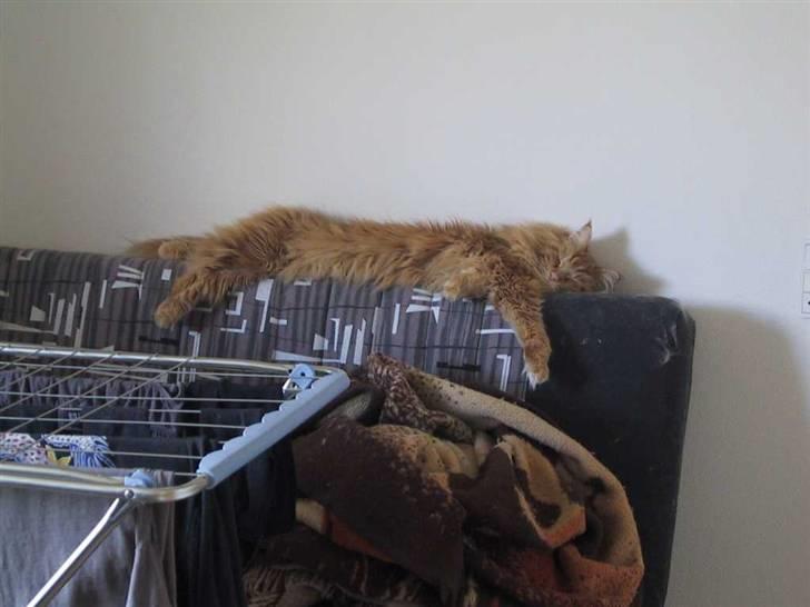 Maine Coon Gambler - Det er godtnok varmet i dag billede 10