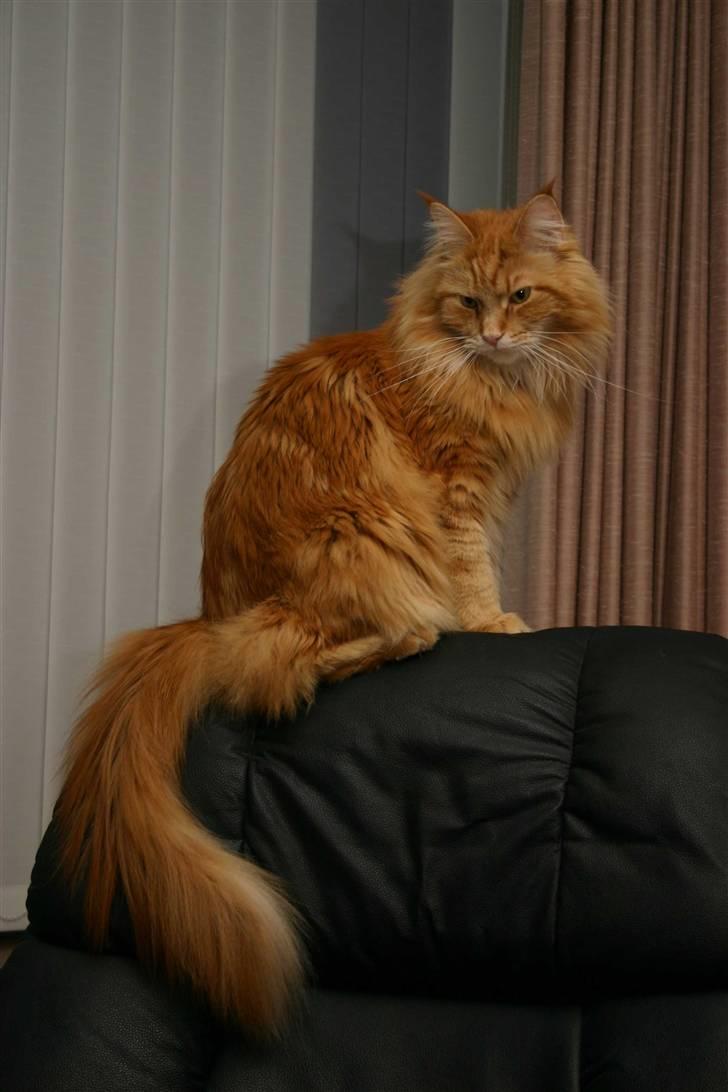 Maine Coon Gambler - Så kan jeg overskue teritoriet  billede 11