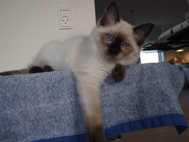 Ragdoll S* Chorotegas Wild Africa billede 5