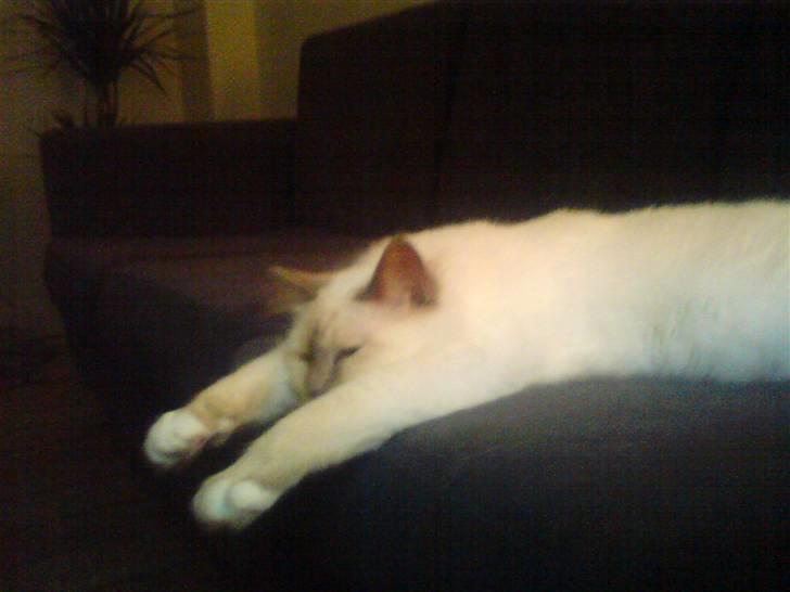 Hellig Birma Gandalf billede 6