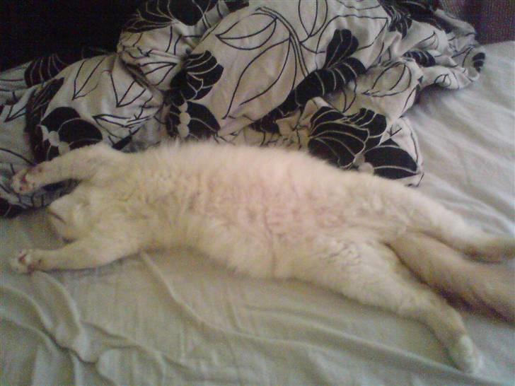 Hellig Birma Gandalf - Tror han sover tungere end jeg gør....! billede 7