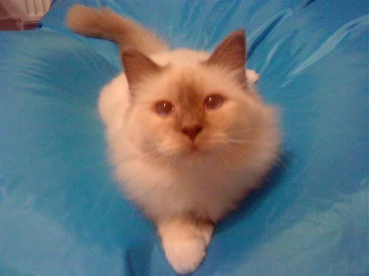 Hellig Birma Gandalf billede 8