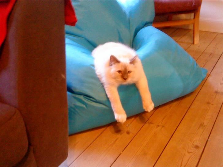 Hellig Birma Gandalf - Sækkestolen er bare guld... billede 9