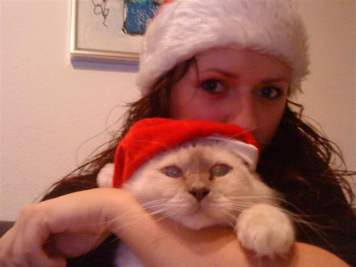 Hellig Birma Gandalf - Julebillede af Gandalf og mor <3 billede 10