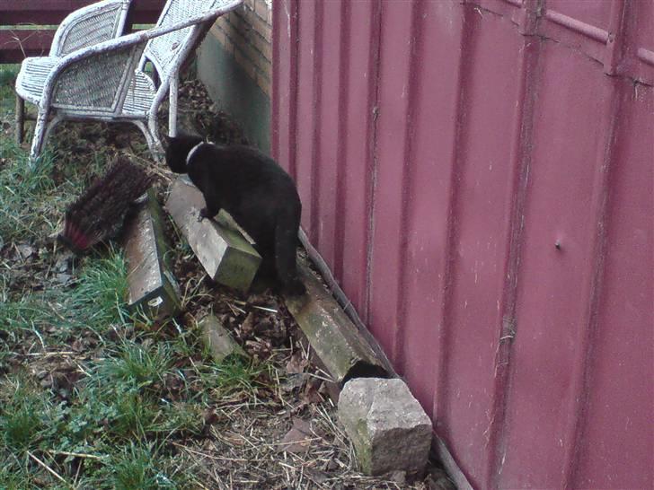 Huskat Buster (FORSVUNDET) billede 5