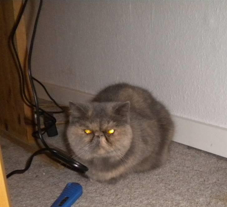 Exotic Maddie billede 2