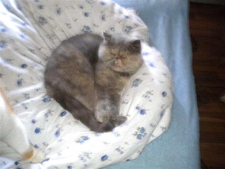 Exotic Maddie billede 3