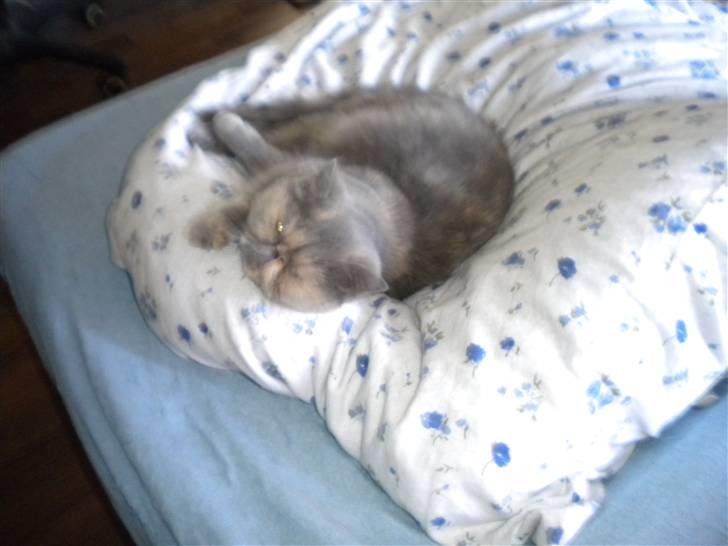 Exotic Maddie billede 4