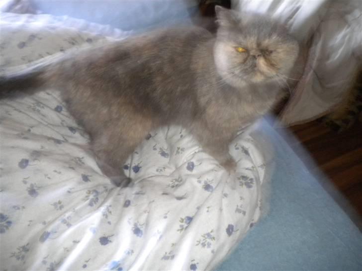 Exotic Maddie billede 5